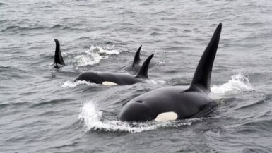 closeup of a pod of orcas on a vancouver whale tour