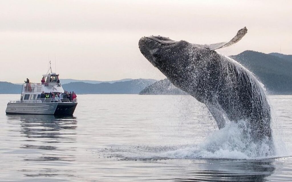 A humpback whale leaps out of the water on a whale watching tour of the San Juan Islands.