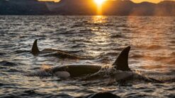 A pod of orcas surface at golden hour on a San Juan Islands whale watching tour.