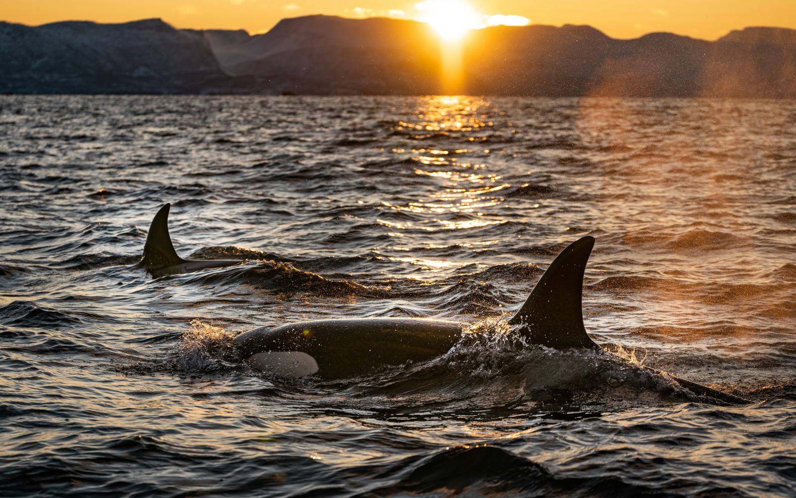 A pod of orcas surface at golden hour on a San Juan Islands whale watching tour.