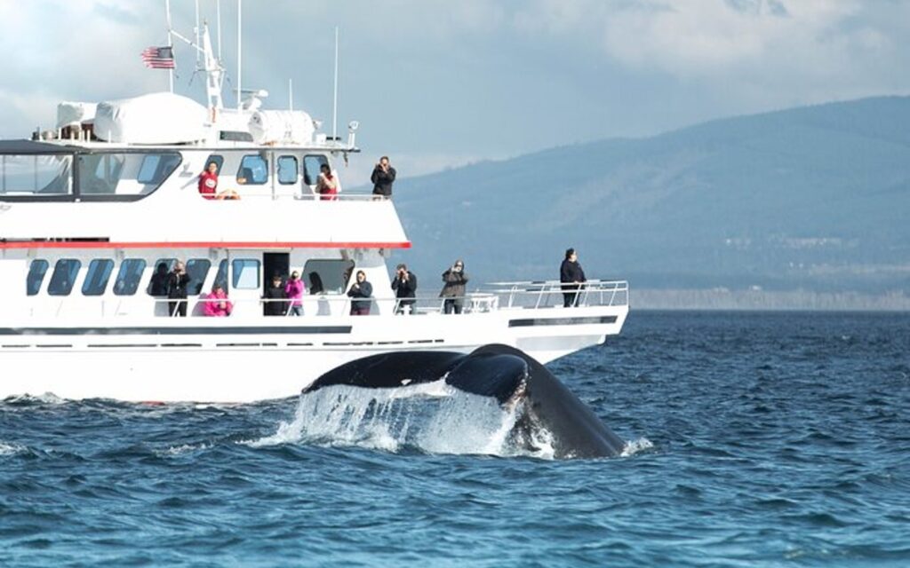 A humpback whale breaches on a San Juan Islands whale watching tour.