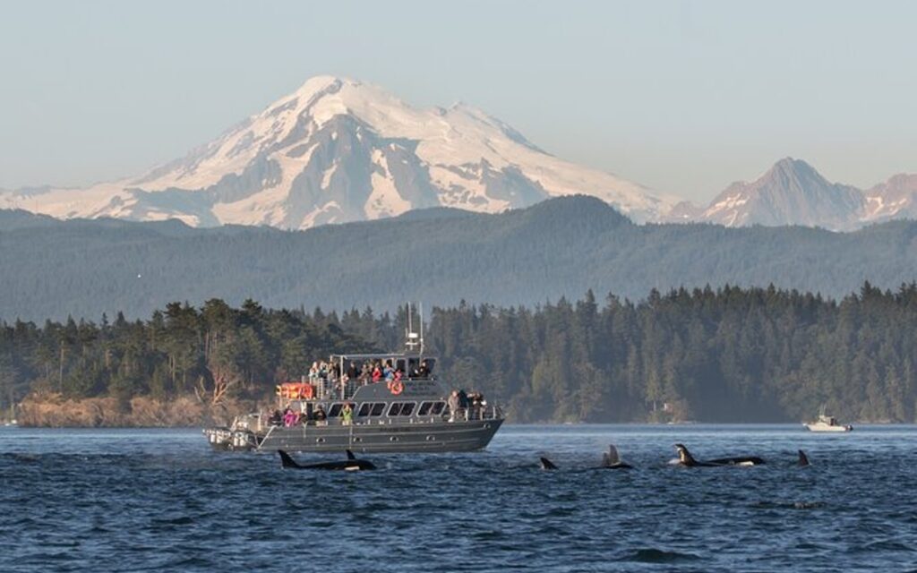 A pod of orcas surfaces on a Orcas Island whale watching tour with Mt. Baker in the background.