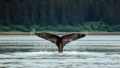large whale tail breaching in the salish sea between vancouver and victoria