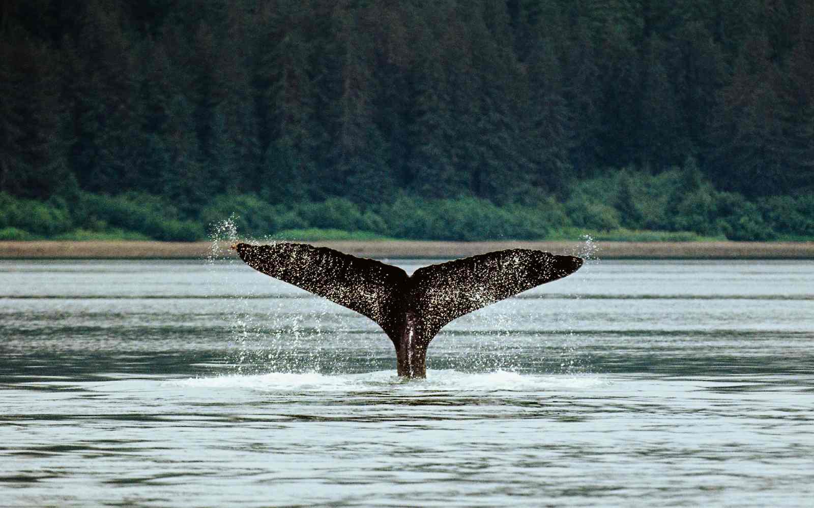 large whale tail breaching in the salish sea between vancouver and victoria