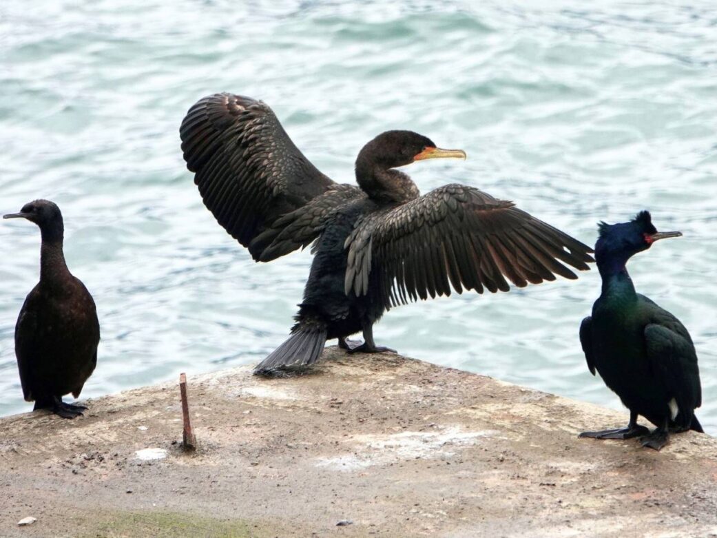 sighting of cormorant drying its wings at the lost lagoon at stanley park