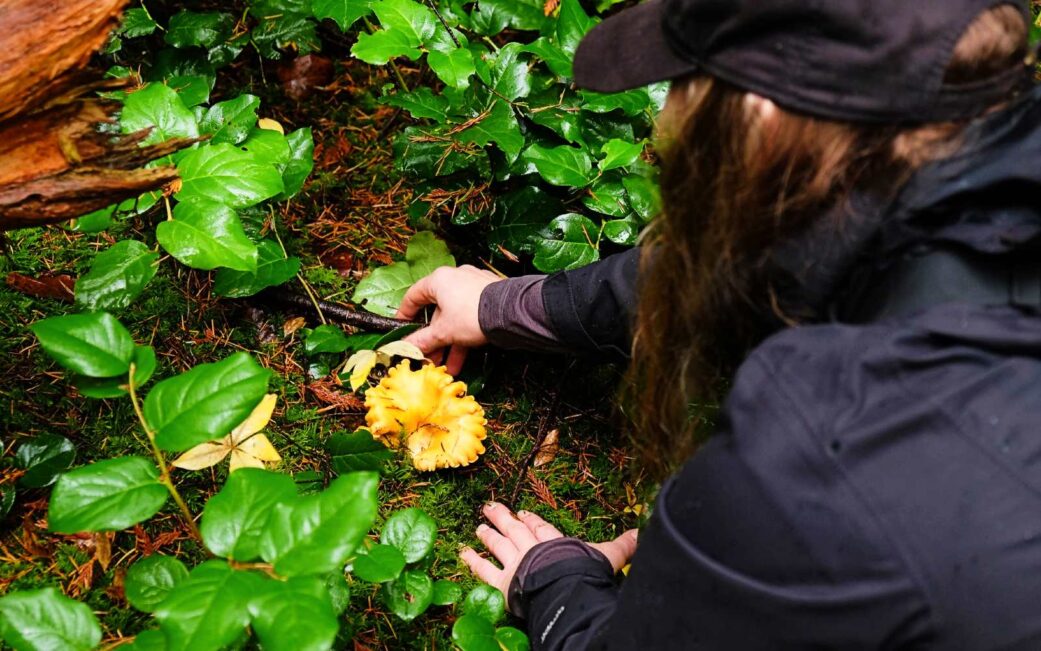 woman foraging for mushrooms on a foraging tour in north vancouver with swallow tail