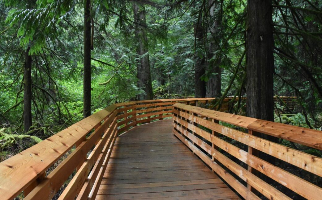 A snapshot of the trees and walkways in Cathedral Covem near Port Alberni, BC.