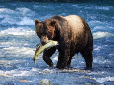 A brown bear holding a fish in its mouth